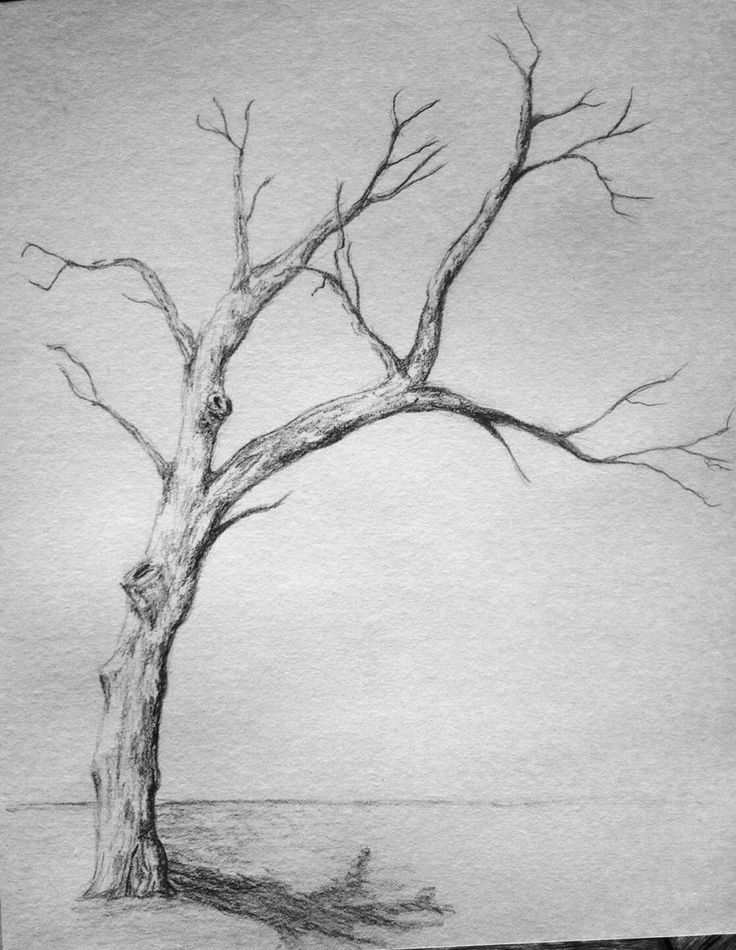 a pencil drawing of a tree with no leaves