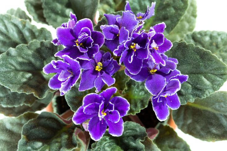 the purple flowers are blooming on the green leaves