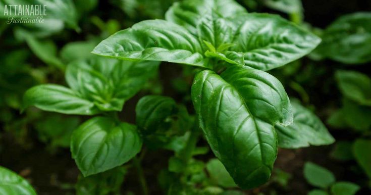 some green leaves that are growing in the ground