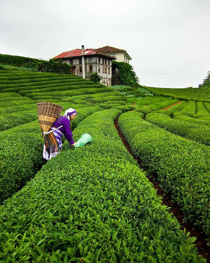 a woman picking tea leaves from a large green field with a house in the background