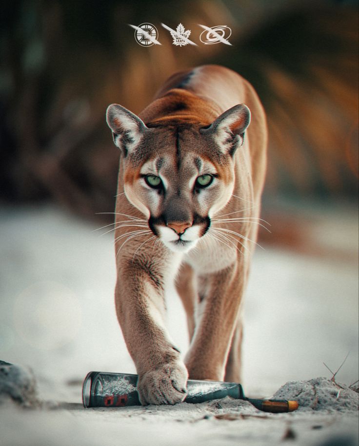 an image of a mountain lion walking on the ground with its head turned towards the camera