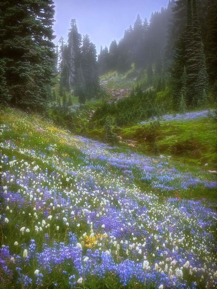 a field full of wildflowers and trees on a hillside in the foggy day