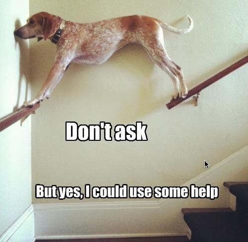 a dog is standing on some stairs and looking up at the sky with caption that says don't ask but yes, i could use some help