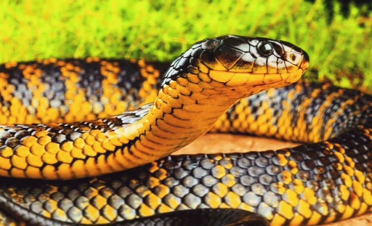 a yellow and black snake is laying on the ground