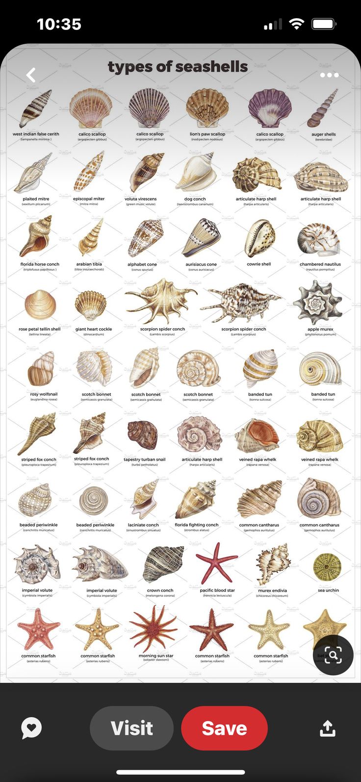 an iphone screen showing different types of seashells