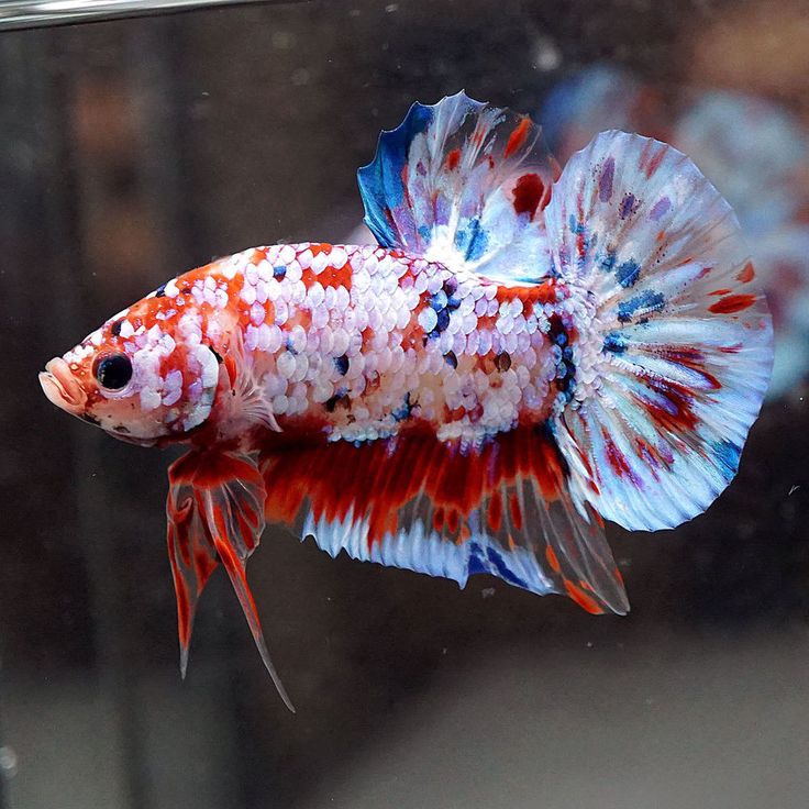 a red, white and blue fish in an aquarium