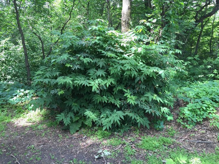 a small bush in the middle of a forest