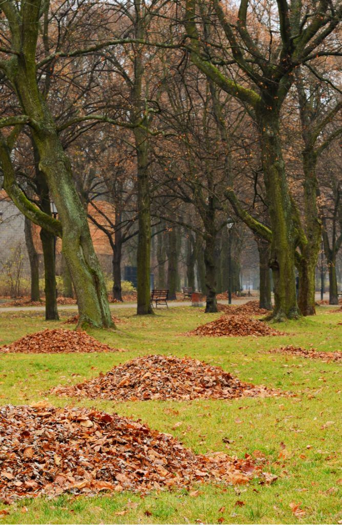 a park bench sitting in the middle of a pile of leaves next to trees with no leaves on it