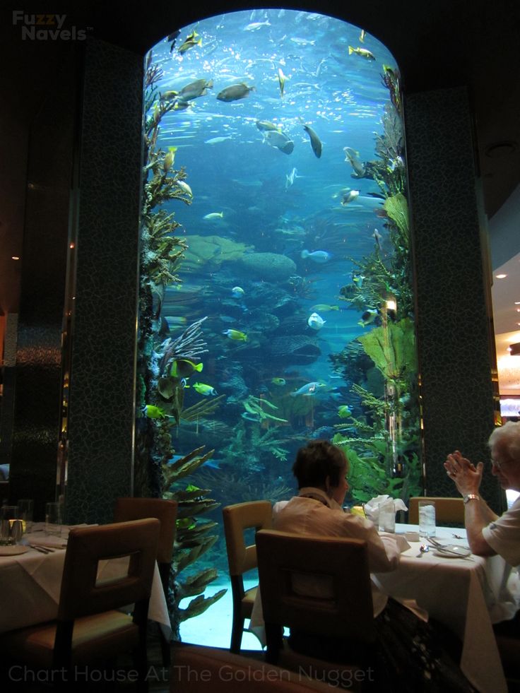 two people sitting at a table in front of an aquarium