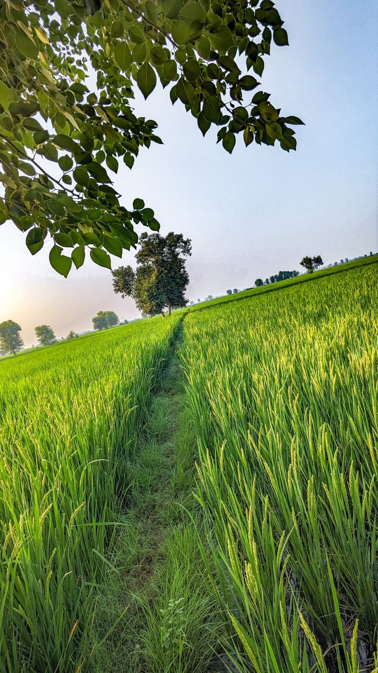 the grass is green and tall with trees in the background