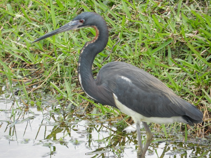 a black and white bird is standing in the water near some green grass with long beaks