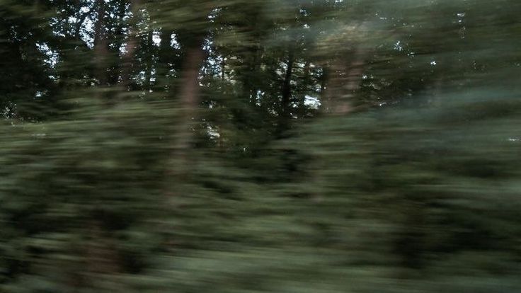 a blurry photo of trees in the woods