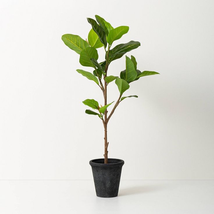 a small tree in a black pot on a white surface