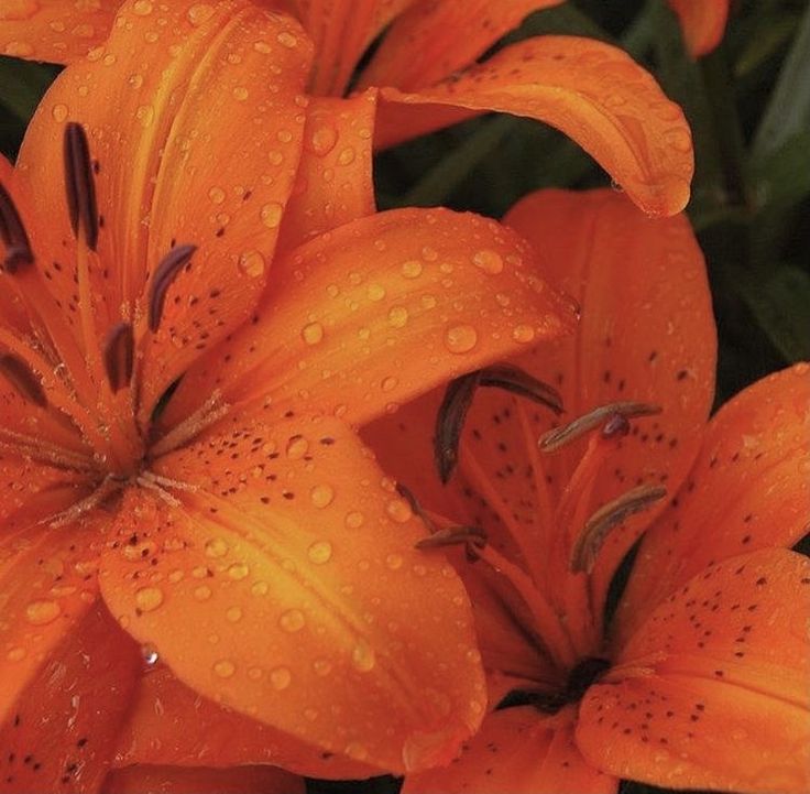 orange lilies with water droplets on them