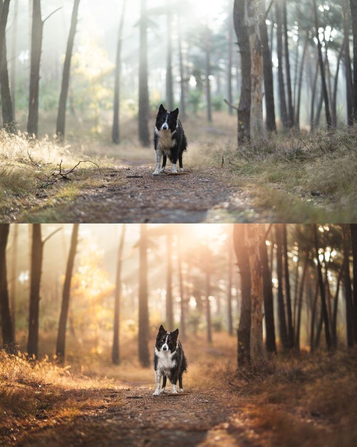 two pictures of a dog running in the woods, one is black and white while the other is brown