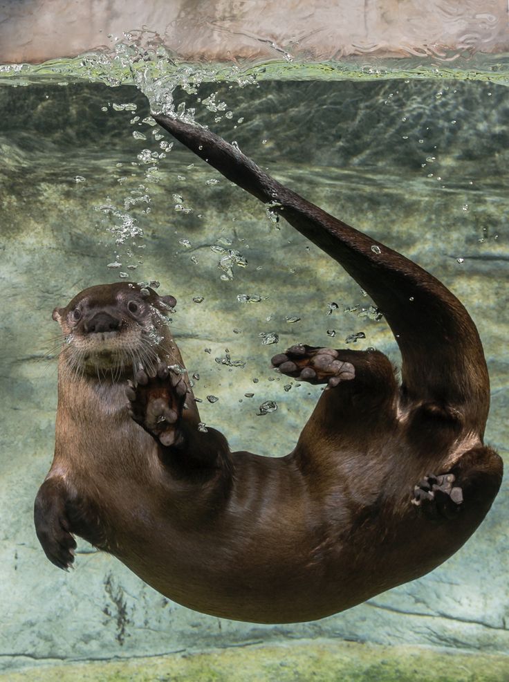 an otter is swimming in the water