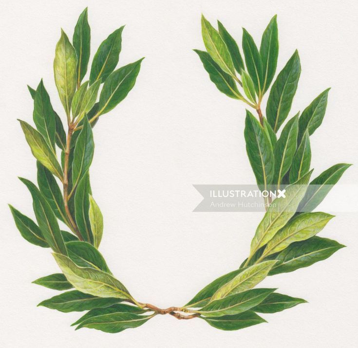 a watercolor painting of a green leafy wreath