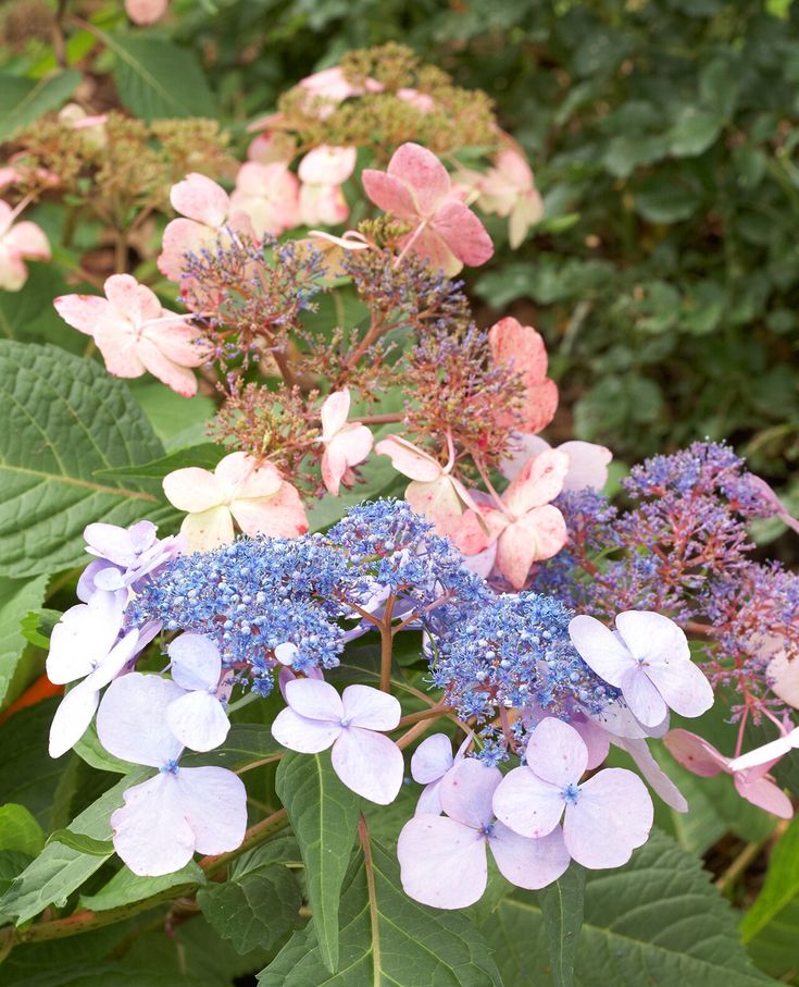 purple and blue flowers are blooming on the bush in the garden with green leaves