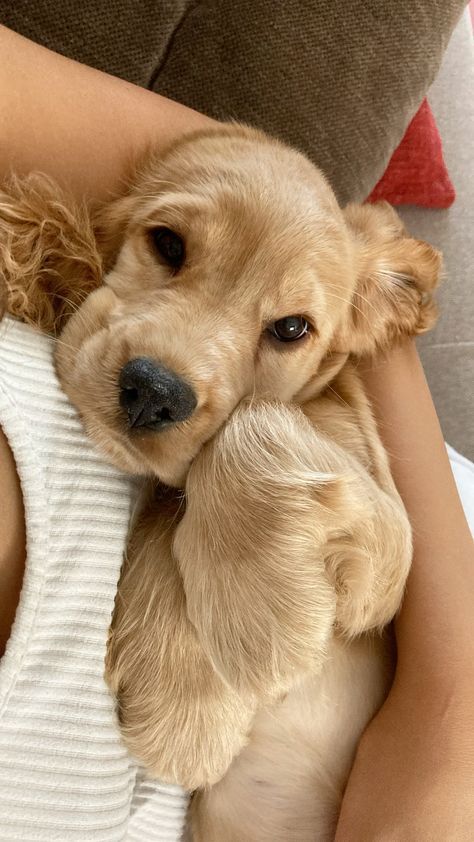 a woman holding a puppy in her arms