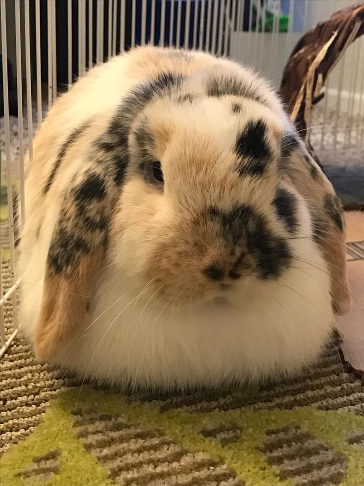 a white and black rabbit sitting on top of a rug next to a bird cage