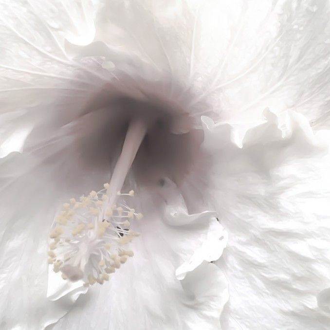 a white flower that is blooming in the middle of it's stamen