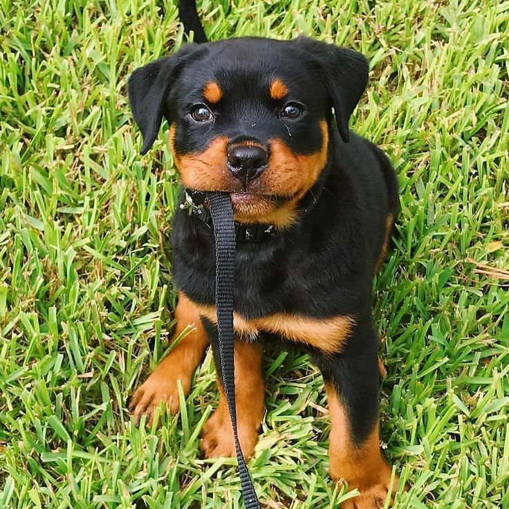 a small black and brown dog sitting on top of grass with a leash around its neck