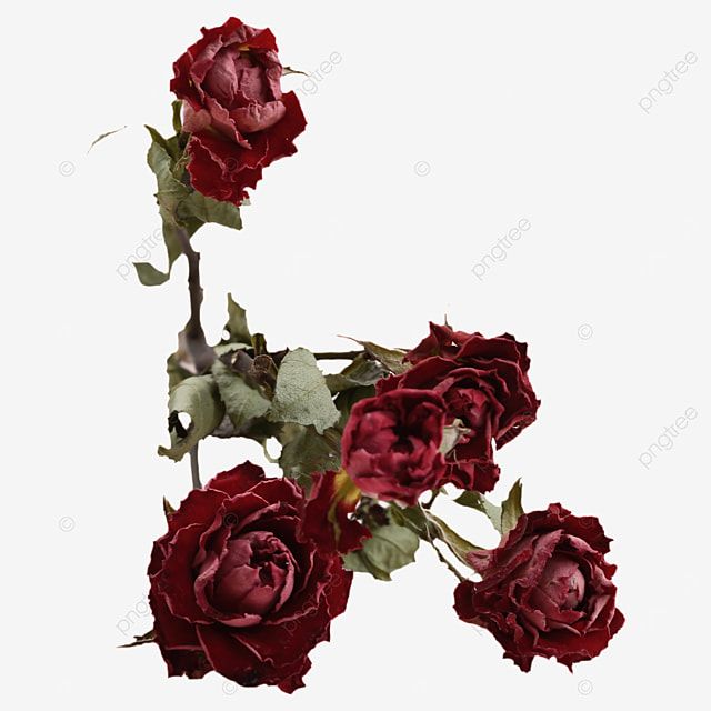 three red roses with green leaves on a white background in the shape of letter f