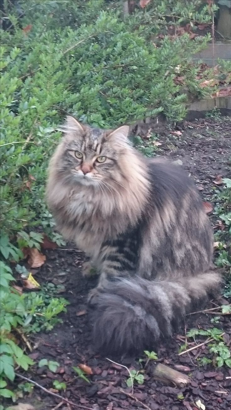 a long haired cat sitting on the ground in front of some bushes and plants with one eye open