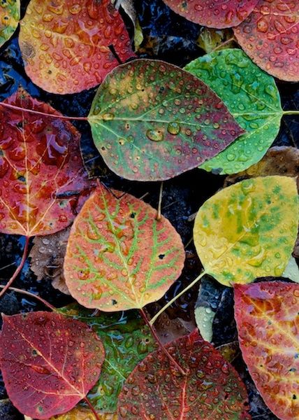 several different colored leaves on the ground with water droplets all over them and one leaf has yellow, green, red, and orange colors