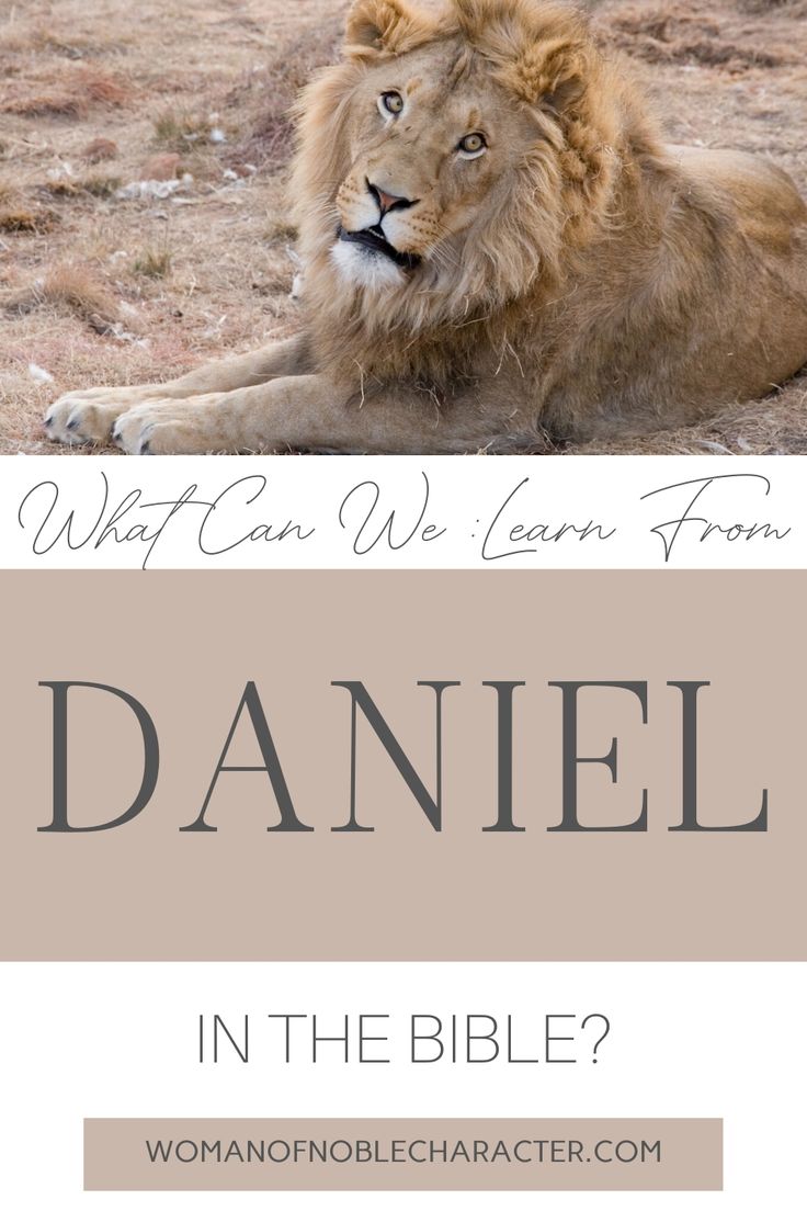 a lion laying on the ground with text overlay that reads, what can we learn from daniel in the bible?