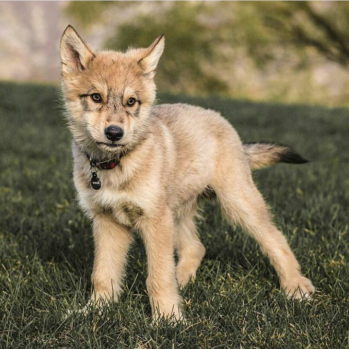 a small brown dog standing on top of a lush green field