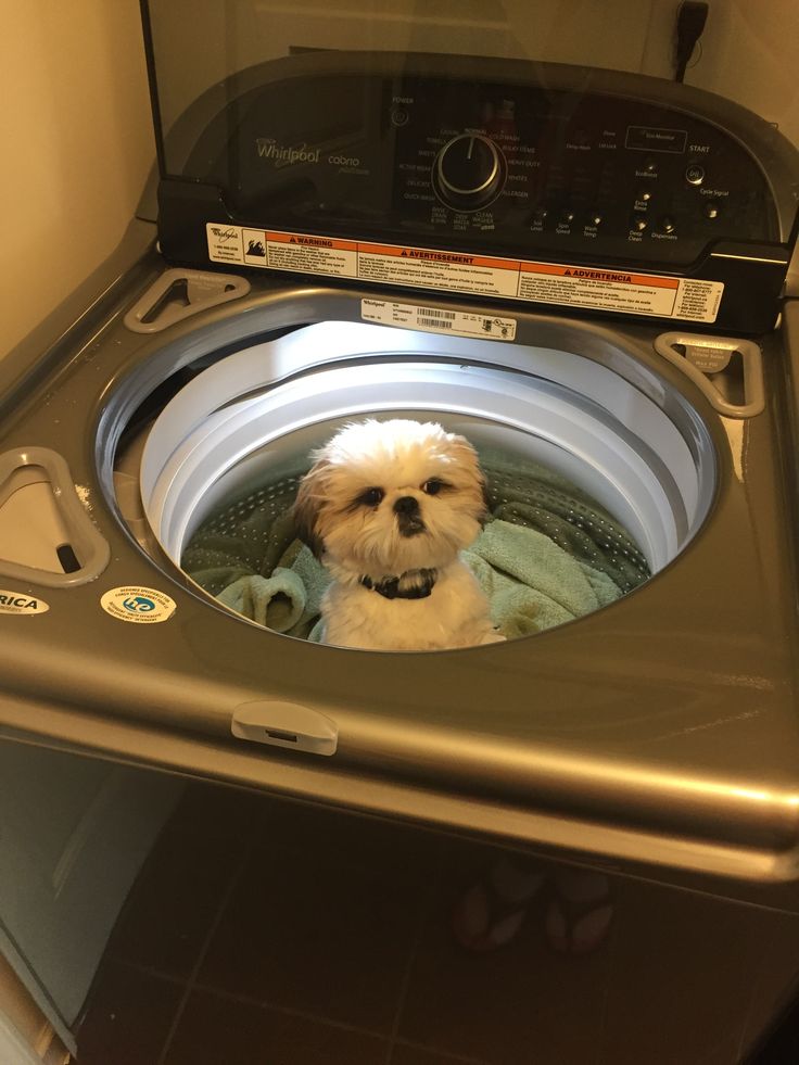 a small dog is sitting in the washer