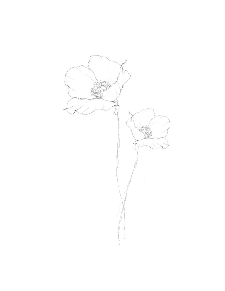 a drawing of two flowers on a white background with one single flower in the foreground