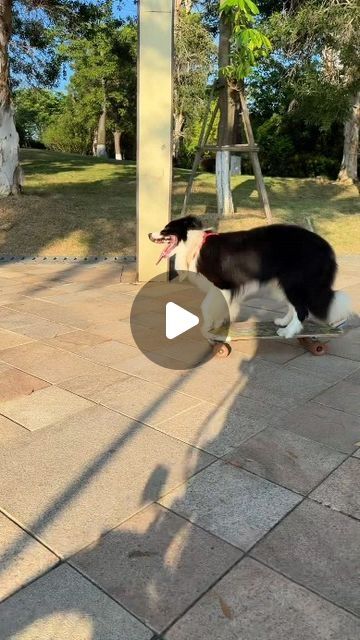 a black and white dog walking across a sidewalk next to a person on a skateboard