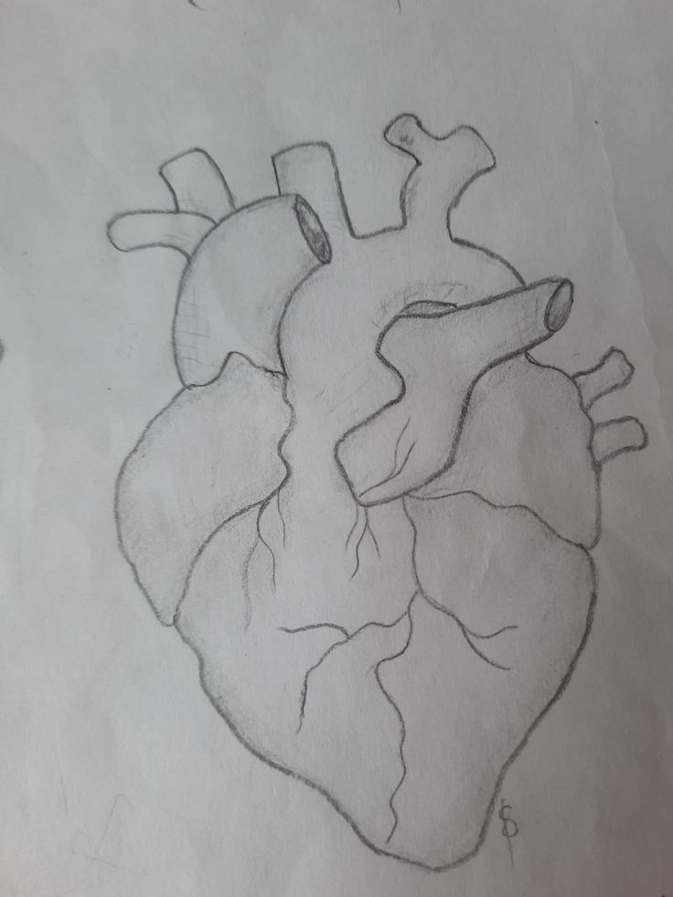 a drawing of a human heart on paper