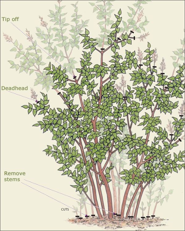 an illustration shows the parts of a tree