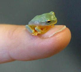 a small green frog sitting on top of a persons finger