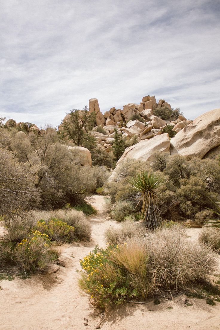 there are many plants and bushes in the desert