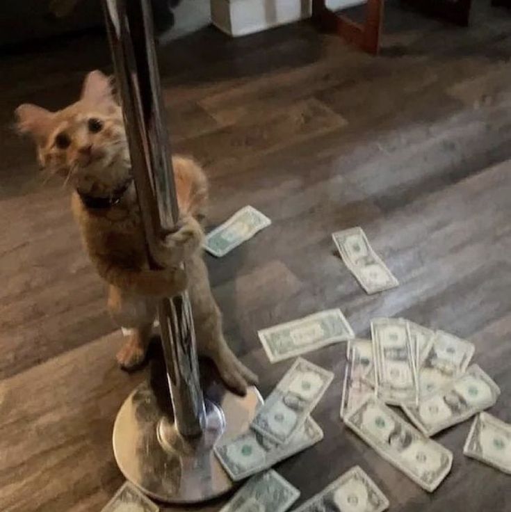 a cat standing on top of a scale with money all over it's floor