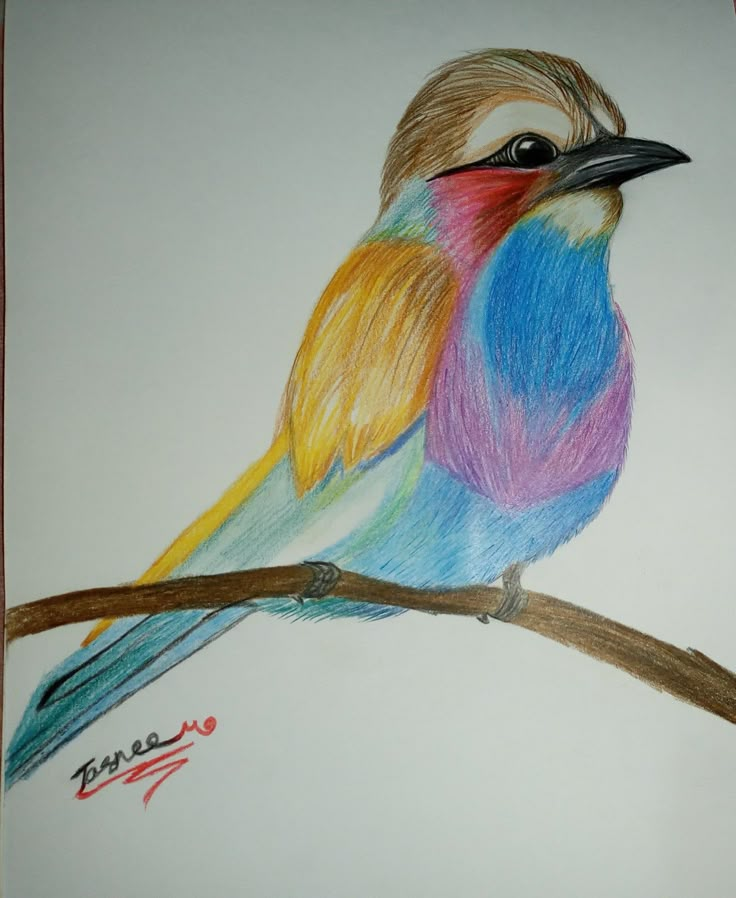 a drawing of a colorful bird sitting on a branch