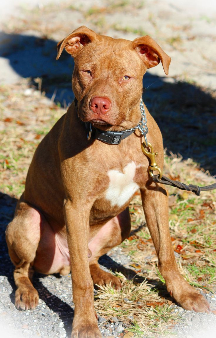 a brown and white dog sitting on top of a grass covered field with the words if dogs can talk