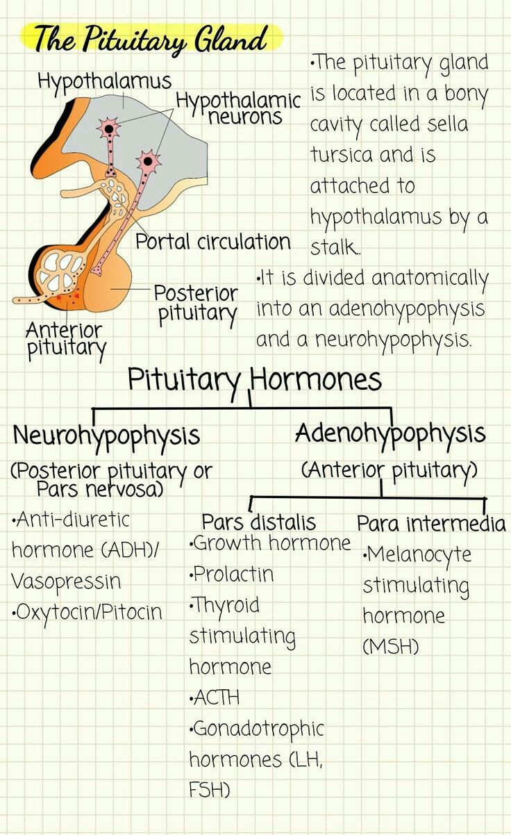 the anatomy of an animal's body and its functions, including phallophy