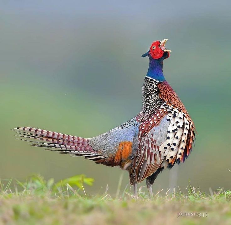 a pheasant standing in the grass with its tail feathers spread out and it's head turned to the side