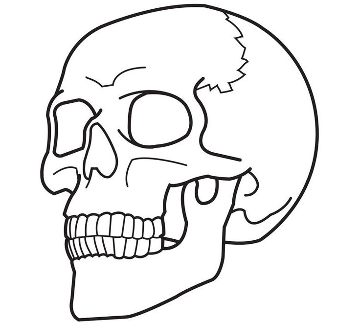 a black and white drawing of a skeleton's head with no lower half visible