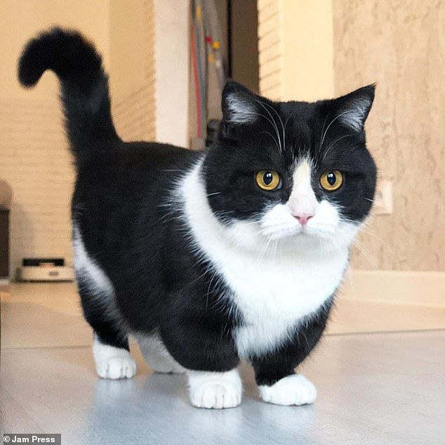 a black and white cat standing on top of a hard wood floor