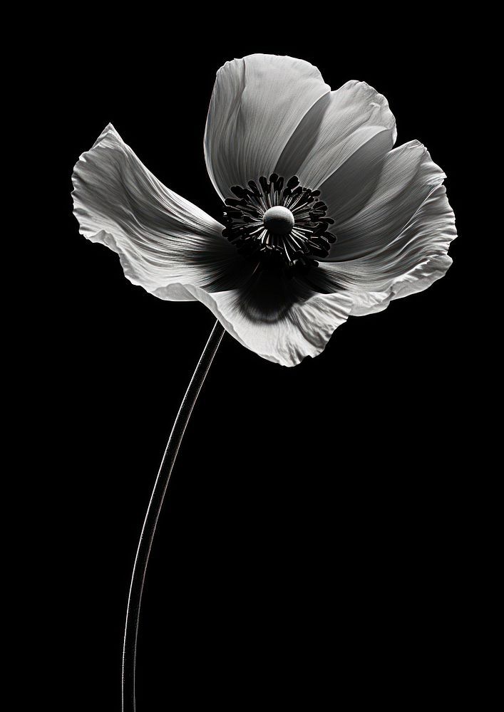 a black and white photo of a single flower