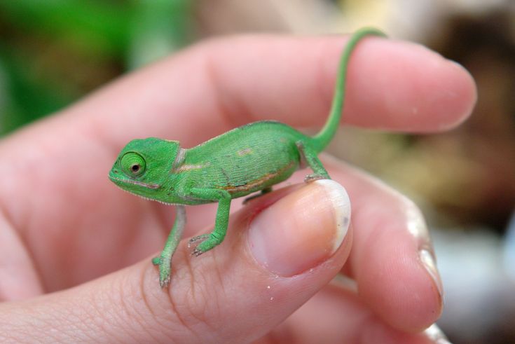 a small green chamelon sitting on top of someone's finger in a hand