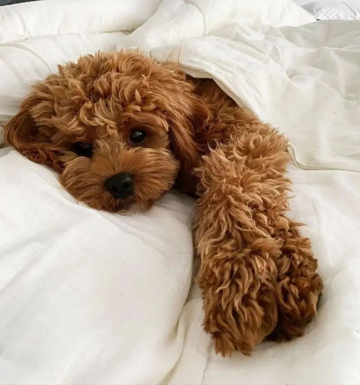 a brown dog laying on top of a bed under a white comforter and pillows