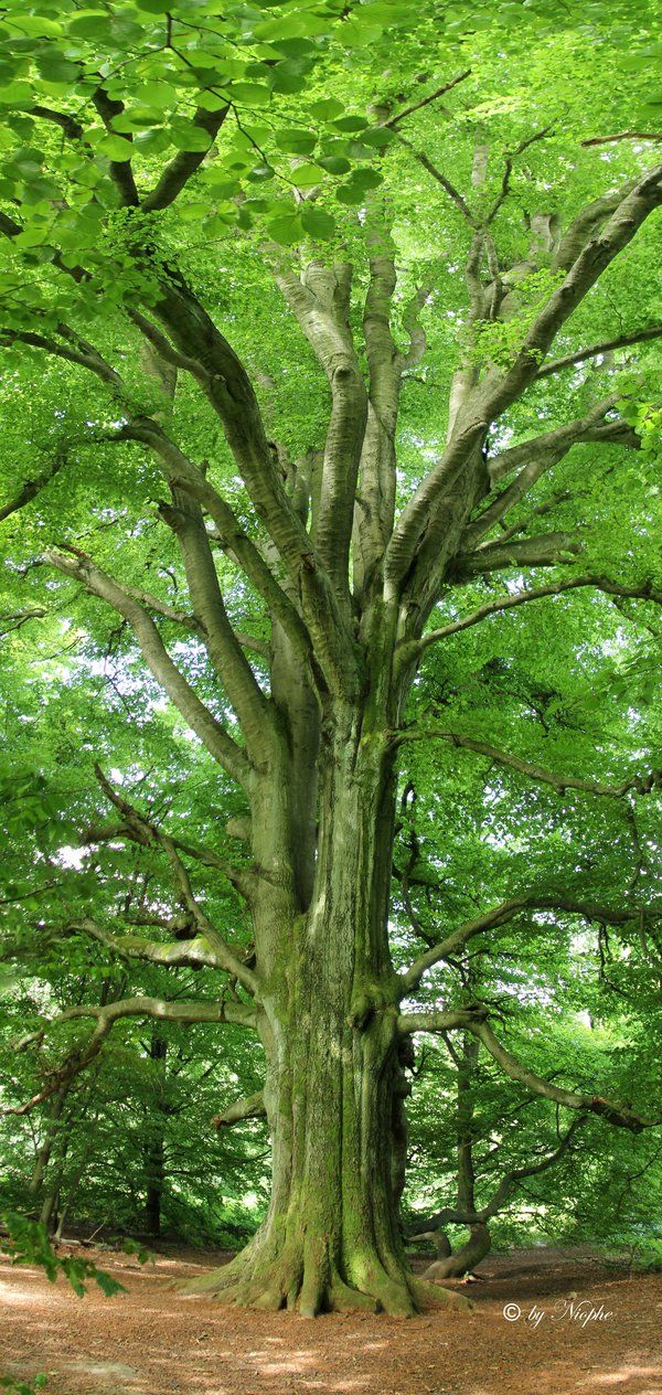 a large tree in the middle of a forest with lots of green leaves on it