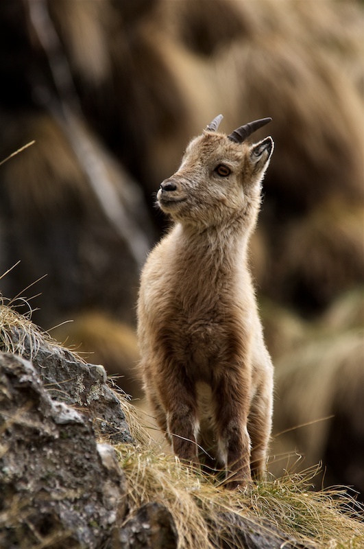 a small goat standing on top of a grass covered hillside